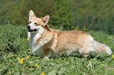 CORGI PEMBROKE 609